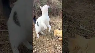 Cat meowing 🤪💕 ! Cat sounds ! Cat videos ! Cat voice ! Persian cat sound ! Cat ! funny cat ! Kitty