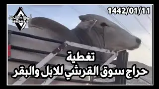 تغطية حراج سوق القرشي للإبل والأبقار 1442/01/11