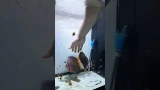 Separating the parents from their discus fry✨#discus #fish #breeding #pair #aquarium #fry #tank