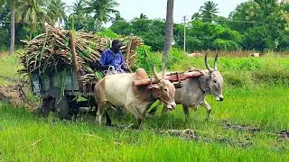 Bullock Cart Heavy Loaded Sugarcane Stuck in Mud Pulling Bullock Cart By Farmer | Bullock Media