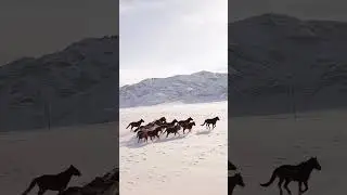 Grace in Motion: A Herd of Horses Galloping Through the Snowy Wilderness #viral #random #video