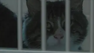 Lollypop Farm asking for help after 100 cats were removed from residence