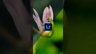 Lightroom editing 🌷#macrophotography #macro #apexellens #flower #lightroom #photography