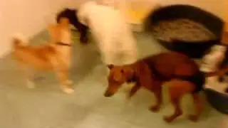 VIPdogs hunddagis