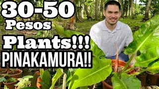 30-50 PESOS PLANTS ONLY IN MINDANAO | 1K PLANT CHALLENGE | PLANT HUNTING IN MINDANAO