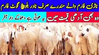 Nari Farm Ka Mundray Chatray | Nadir Baloch Kay Pass 💖 | Mundray Chatray Ka Fresh Rate | کم ریٹ میں
