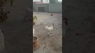 White Heavy cochin Beauty