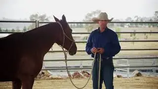 Steven Hart - Horsemanship  Part 1  Lunging 2017
