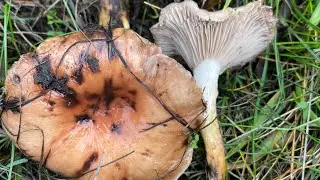 Gomphidius oregonensis Steals from Fat Jack (Suillus caerulescens)