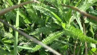 Fr&uuml;hlingserwachen - Schafgarbe (Achillea filipendulina)