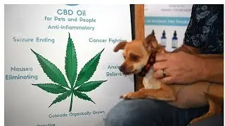 CBD dogs treats. Hemp for dogs
