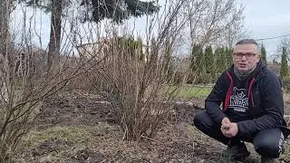 Przycinamy czarne porzeczki