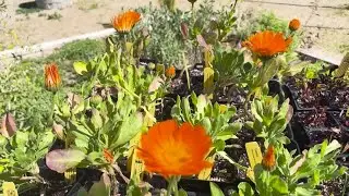 Spring blooms benefit from a warmer and wet winter