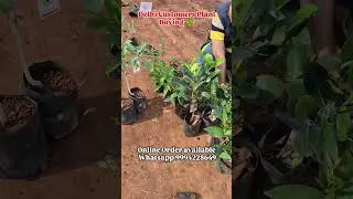 Surprise Visitors From Delhi Customers #gardening #review #offer