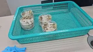 Barley, germination test, germination rate survey, 250825