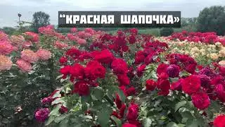 &laquo;незаслуженно Обделённые вниманием&raquo; сорта роз🌹