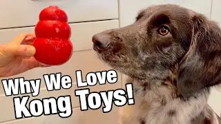 How to use a KONG DOG TOY to feed your dog