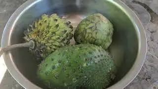 Tasting 3 different types of anonas (Fruit Family: Annonaceae)
