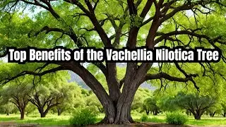 Top Benefits Of Vachellia nilotica Tree 🌳! | What Are the Key Benefits of Vachellia Nilotica Trees?
