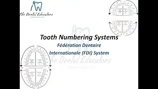 Tooth Numbering Systems: F&eacute;d&eacute;ration Dentaire Internationale (FDI) System