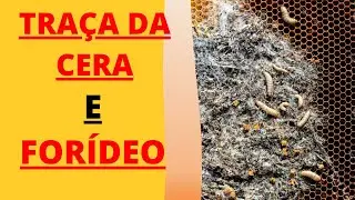 TRAÇA E FORÍDEO
