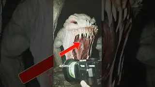 Scary Animal Behavior at Night &ndash; The Truth About Horses & Cats After Dark! 👀 #shorts