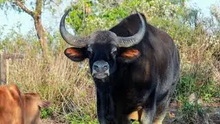 RAMSIAL / SELE / TUMPANG | GAUR | BOS GAURUS | MISUAL KUT TUAR NGE NATNA VANG THI??