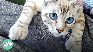 Keetso Kitty Bonds with His Dad After Getting Sick | Cuddle Cats