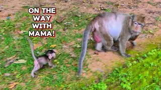 Look Who&rsquo;s Walking! Baby Braxton Follows His Mama So Cutely, @monkeynaturekh