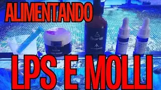 Alimentando coralli Molli e LPS