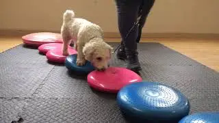 Dogtivities - Coordination & Balance week