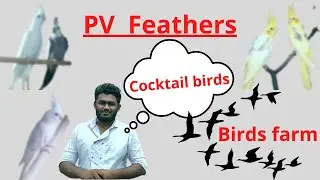 PV Feathers | cocktail farm | in salem