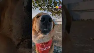 Viral Dog Trend That Broke the Internet🐶 #dogshorts #dog #shorts #ytshorts #trending #trendingreels