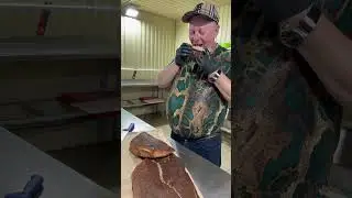 ДИЧЬ СО СПЕЦИЯМИ 🐟 КРУПНЫЙ СОМ - ФИЛЕ #рыба #сом #дичь
