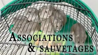 Sauvetage et associations de protection du hamster