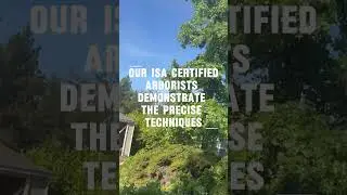 Saving a Liquid Amber! 🌳✂️ Auburn, CA Tree Shaping for Safety