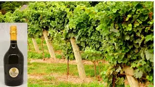 Glera Spumante Extra Dry