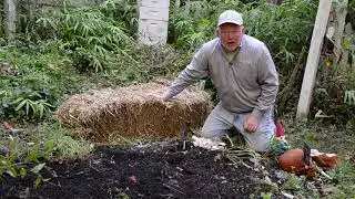 In the Garden: Planting garlic, a shrub love affair and cover crops