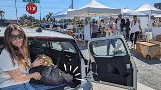 EXPLORING THE OLDEST VINTAGE MARKET IN MELBOURNE! From behind the scenes! *REHAB VINTAGE MARKET*