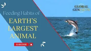 Feeding Habits of Earth's Largest Animal