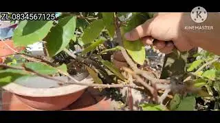 Hái lá mai sau 12 ngày Cây Trổ không ACE?