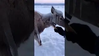 Deers Frozen in Ice After Storm... Wait Till You See What Happens! 🦌❄️