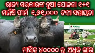 Buffalo Farming in Odisha |ଓଡିଶା ସରକାରଙ୍କ MKY ଯୋଜନାରେ ୭୦% ସରକାରୀ ସବସିଡି୍ | Go Sugam Odisha Portal |