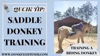 Quick Tip! {training a donkey}! Saddle Donkey! Riding donkey training