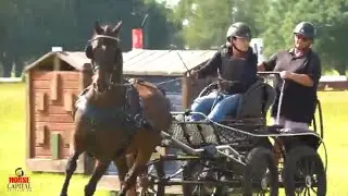 Combined Driving Mary Phelps at the Florida Horse Park