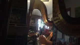 Silent night on Harp and Flute!
