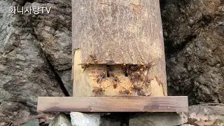 1편. 장수말벌의 습격~~ 토종벌들이 속수무책으로 당하고 있다!!!