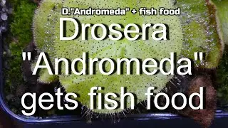 Drosera 