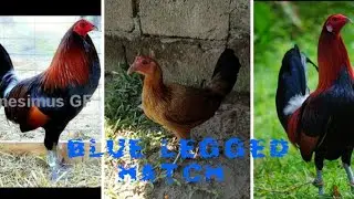 The History of the so called Blue Leg Hatch by Francis 