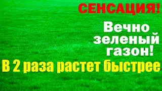 Идеальный газон. Новый способ выращивания.